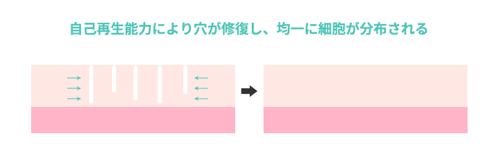 自己再生能力により穴が修復し、均一に細胞が分布される