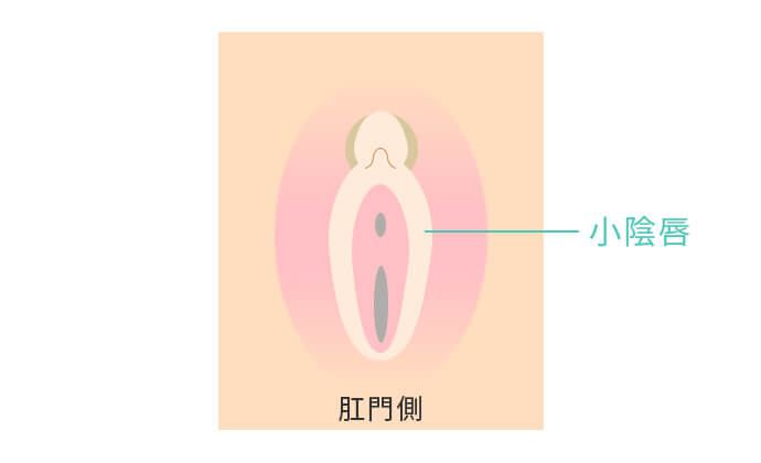 小陰唇の縮小